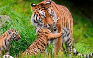 Big cat, tiger, family, grass wallpaper thumb