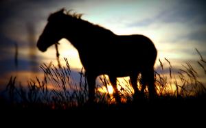 Horse Silhouette Sunset Grass HD wallpaper thumb