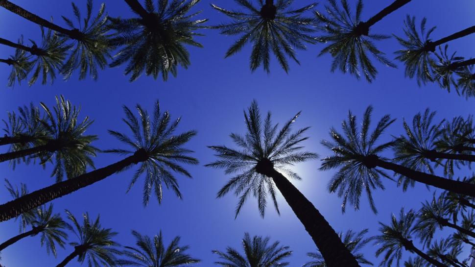 Trees Palm Trees HD wallpaper | nature and landscape | Wallpaper Better