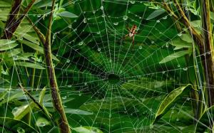 Insect, spider web, green leaves, water drops wallpaper thumb