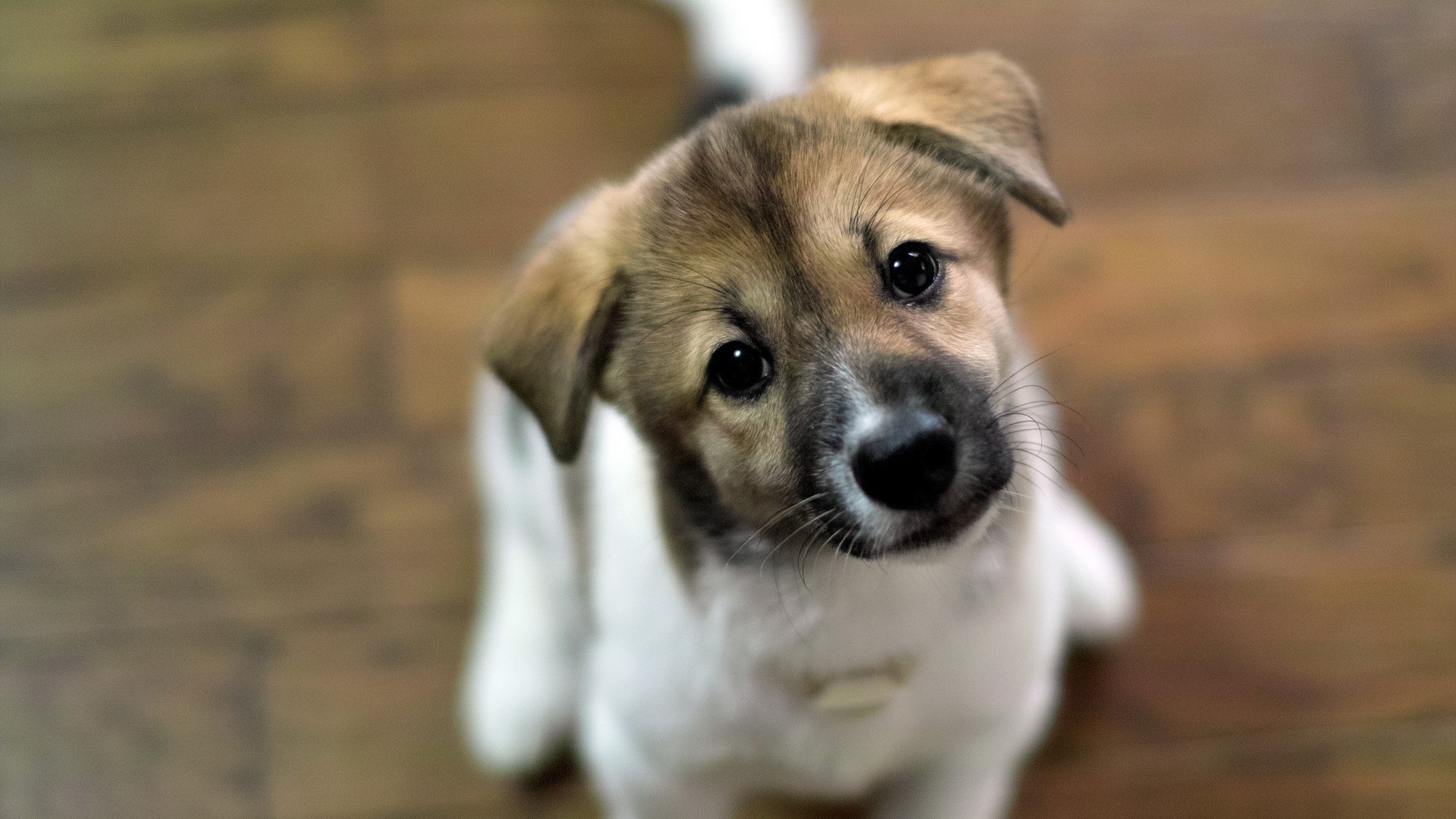 Puppy Dog Blur HD wallpaper | animals | Wallpaper Better