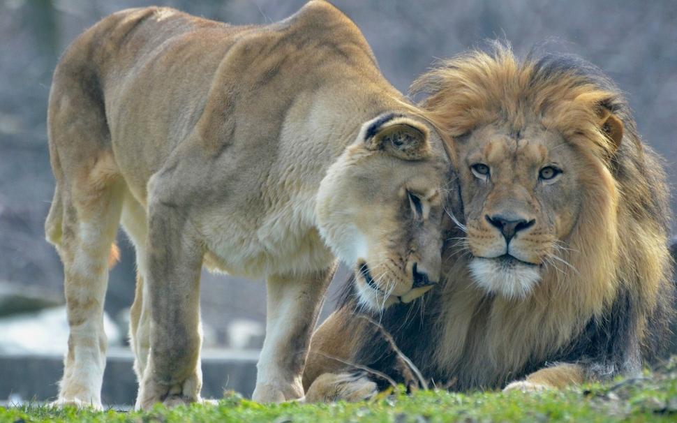 Animal's love, lion and lioness wallpaper,Animal HD wallpaper,Love HD wallpaper,Lion HD wallpaper,Lioness HD wallpaper,1920x1200 wallpaper