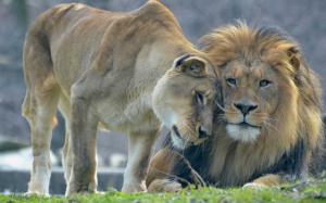 Animal's love, lion and lioness wallpaper thumb