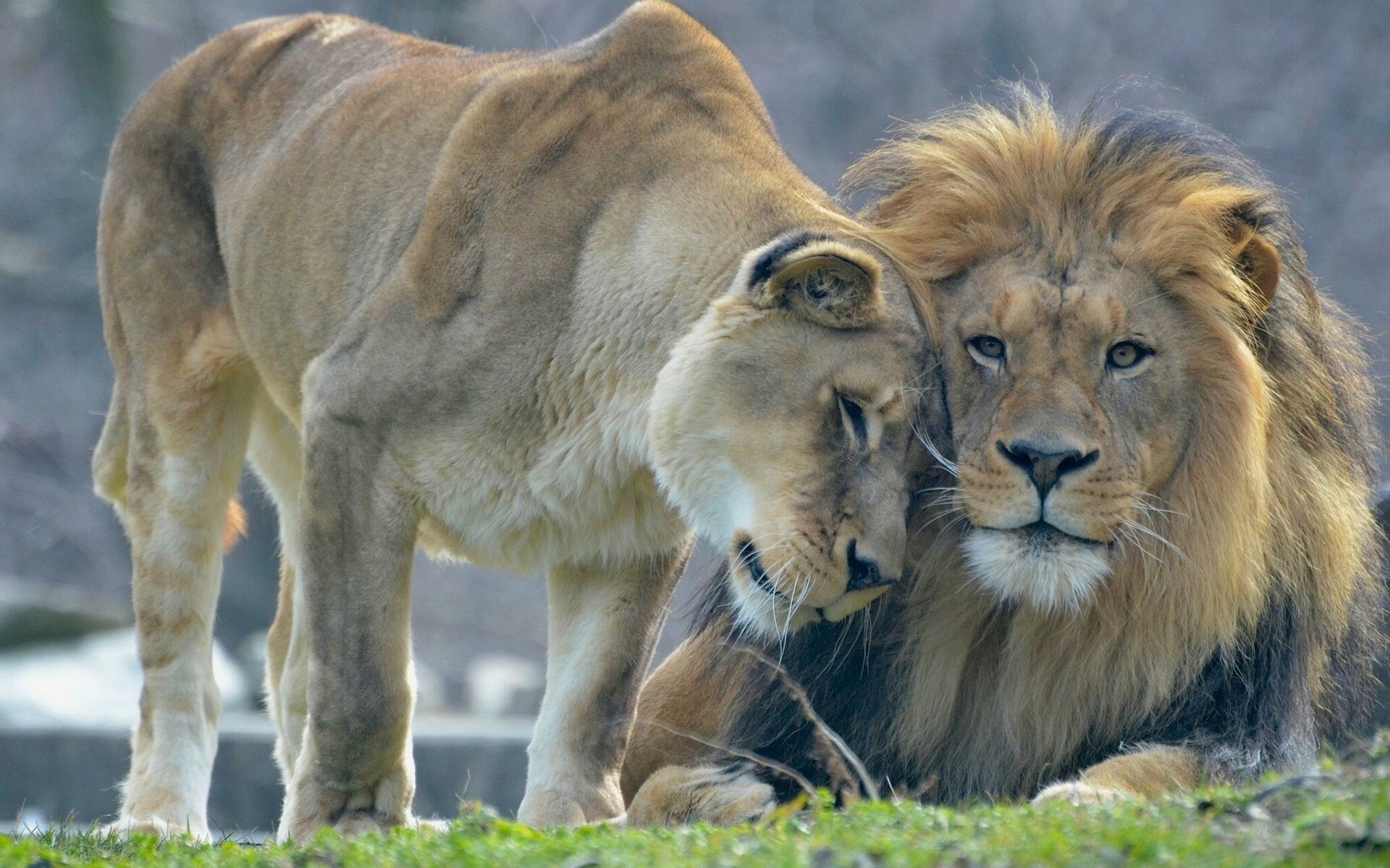 Animal S Love Lion And Lioness Wallpaper Animals Wallpaper Better