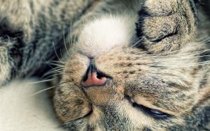 Cute cat wallpaper thumb