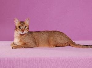 Abyssinian Cat Pose wallpaper thumb