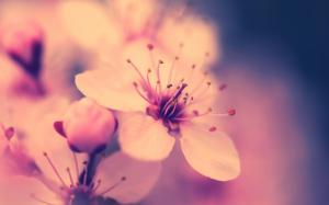 cherry blossom flowers hd wallpaper wallpaper thumb