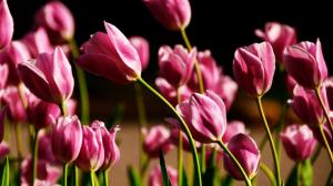 Pink Tulips Close-Up wallpaper thumb