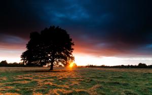 Sunset Behind the Tree wallpaper thumb