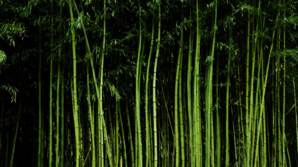 Tall Bamboo Trees wallpaper,Plants HD wallpaper,1920x1080 wallpaper