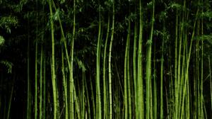 Tall Bamboo Trees wallpaper thumb