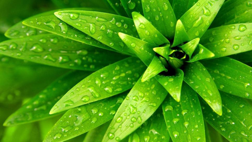 Plant close-up, green leaf, water drops wallpaper,Plant HD wallpaper,Green HD wallpaper,Leaf HD wallpaper,Water HD wallpaper,Drops HD wallpaper,1920x1080 wallpaper