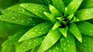 Plant close-up, green leaf, water drops wallpaper thumb