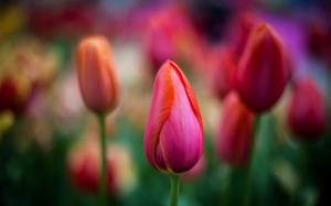 Flowers close-up, red tulips, bokeh wallpaper thumb