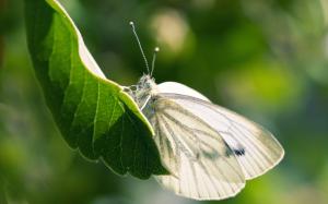 Leaf Butterfly Close Bokeh Free Images wallpaper thumb