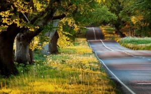 Summer landscape, road, trees, grass, sunshine wallpaper thumb