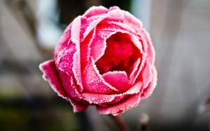 Frozen Rose HD wallpaper thumb