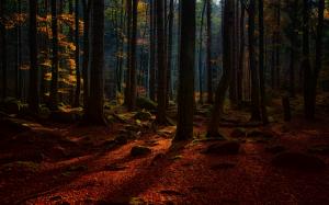 Autumn Forest Trees wallpaper thumb