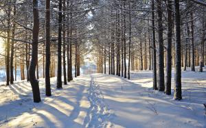 Winter, snow, trees, forest, road wallpaper thumb