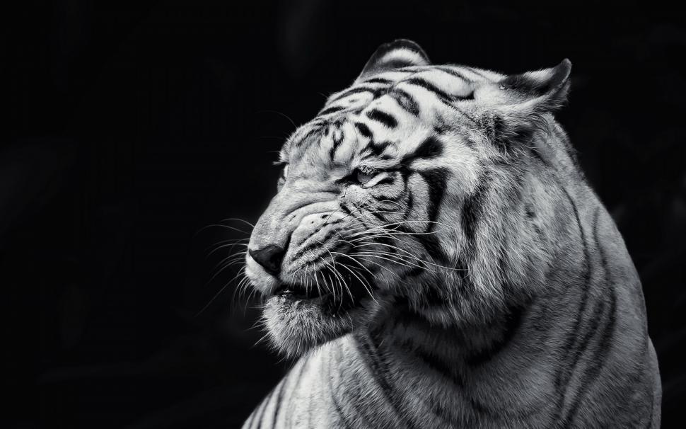 White Tigers  Download Background wallpaper,leopard HD wallpaper,lion HD wallpaper,tiger HD wallpaper,white tiger HD wallpaper,1920x1200 wallpaper