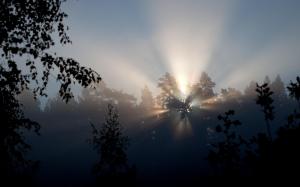 Trees Forest Woods Sky Dawn Morning Filtered Sunlight Beams Rays Sunrise Fog Background Images wallpaper thumb
