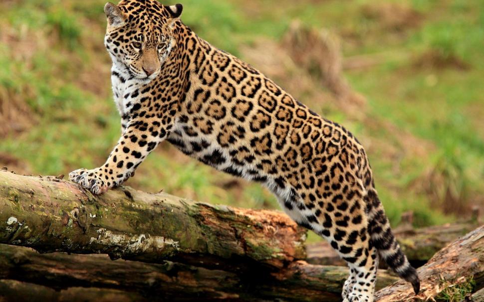 Jaguar on the log wallpaper,animals HD wallpaper,2560x1600 HD wallpaper,jaguar HD wallpaper,2560x1600 wallpaper