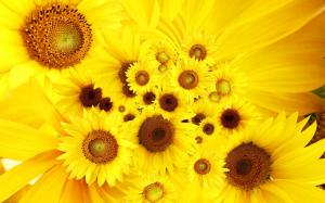 Cool Sunflowers wallpaper thumb