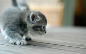 Cute Grey Kitten wallpaper thumb