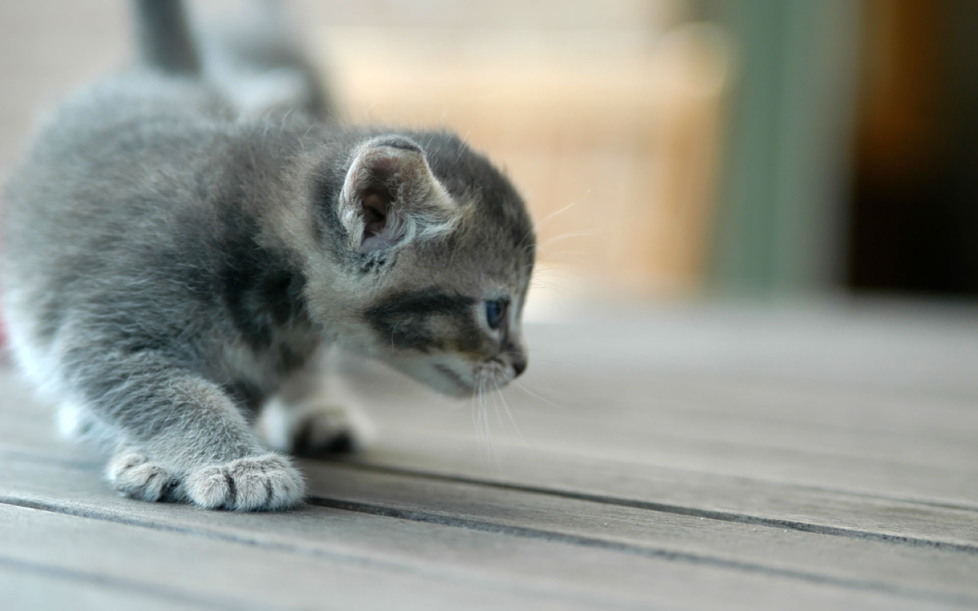 Cute Grey Kitten wallpaper | animals | Wallpaper Better