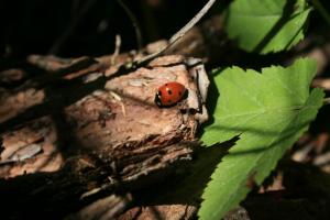 Nature, Ladybugs, Insect, Leaves, Sunshine, Animals wallpaper thumb