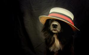 Funny Dog With Hat wallpaper thumb