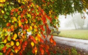 Yellow red leaves, park, bench, road, autumn wallpaper thumb