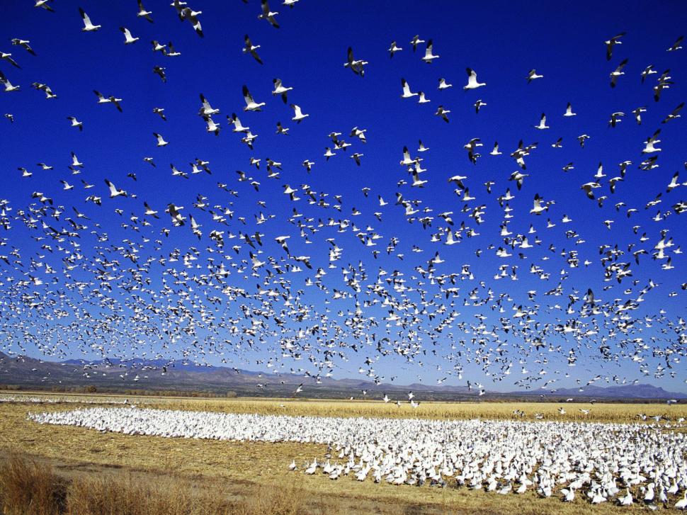 Migrating snow goose wallpaper,snow wallpaper,migrating wallpaper,goose wallpaper,animals wallpaper,1600x1200 wallpaper