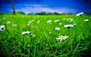 Green grass and white flowers wallpaper thumb