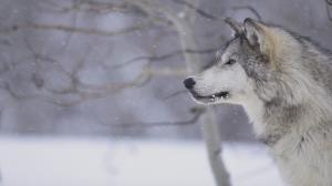 Wolf, Animals, Snow, Winter, Wildlife wallpaper thumb