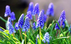 Blue Flowers, Hd, Great Picture, Nature wallpaper thumb