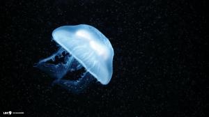 Awesome Jellyfish  Ocean Deep wallpaper thumb