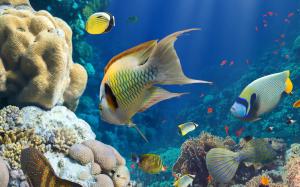 Fish, sea, underwater, coral reef wallpaper thumb