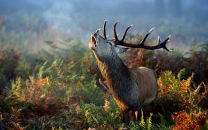 Deer horn, fern, grass, autumn, morning wallpaper thumb