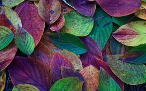 Autumn, leaves, green, purple, red wallpaper thumb