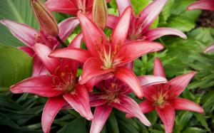 Red Lilies Flowers HD wallpaper thumb