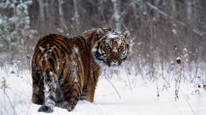 Tiger, Snow, Animals, Winter, Big Cat wallpaper thumb