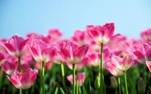 Pink tulip flowers bloom in spring, the blue sky background wallpaper thumb