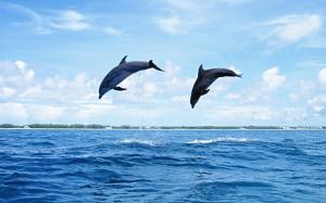 Two dolphins jumping wallpaper thumb