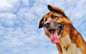 Dog, Tongue, Sky, Animal wallpaper thumb