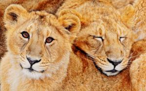 Lion feline predators wallpaper thumb