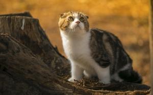 Cute scottish fold cat, look, stump, sunlight wallpaper thumb