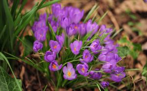 Nature spring purple flowers close-up wallpaper thumb