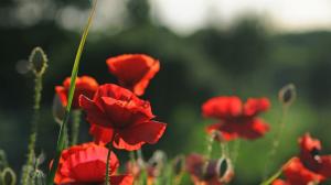 Red flowers, poppies, summer wallpaper thumb
