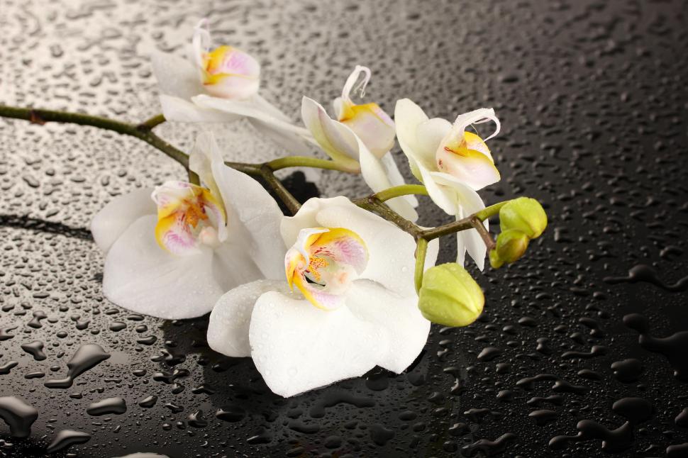 One Orchid wallpaper,water HD wallpaper,flower HD wallpaper,drops HD wallpaper,orchid HD wallpaper,5184x3456 wallpaper